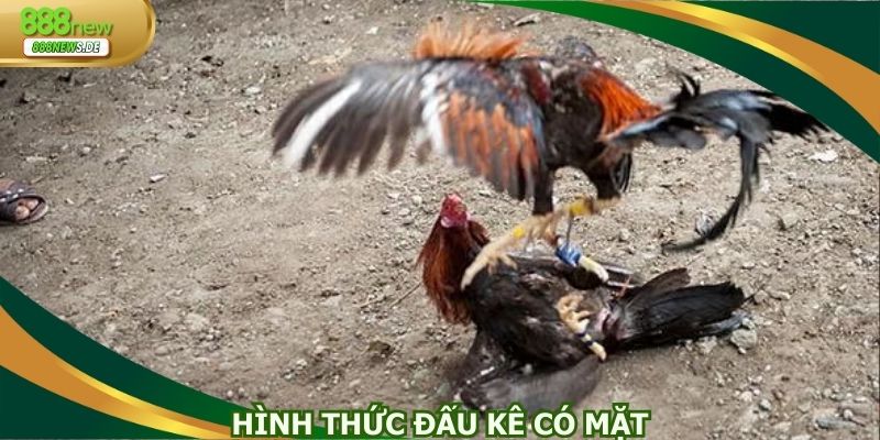Chia sẻ hình thức đấu kê có mặt tại nhà cái online