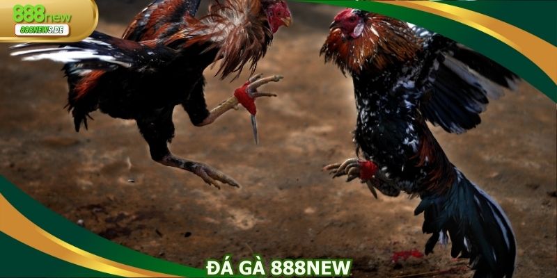 Đá gà 888NEW